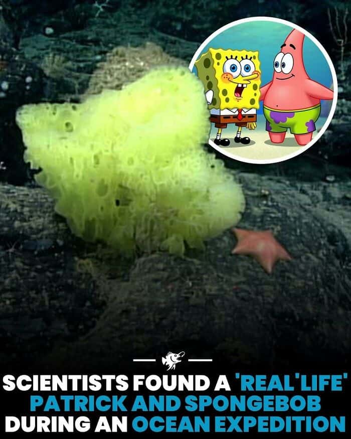 SpongeBob and Patrick from SpongeBob SquarePants with a green foam in ocean scene.