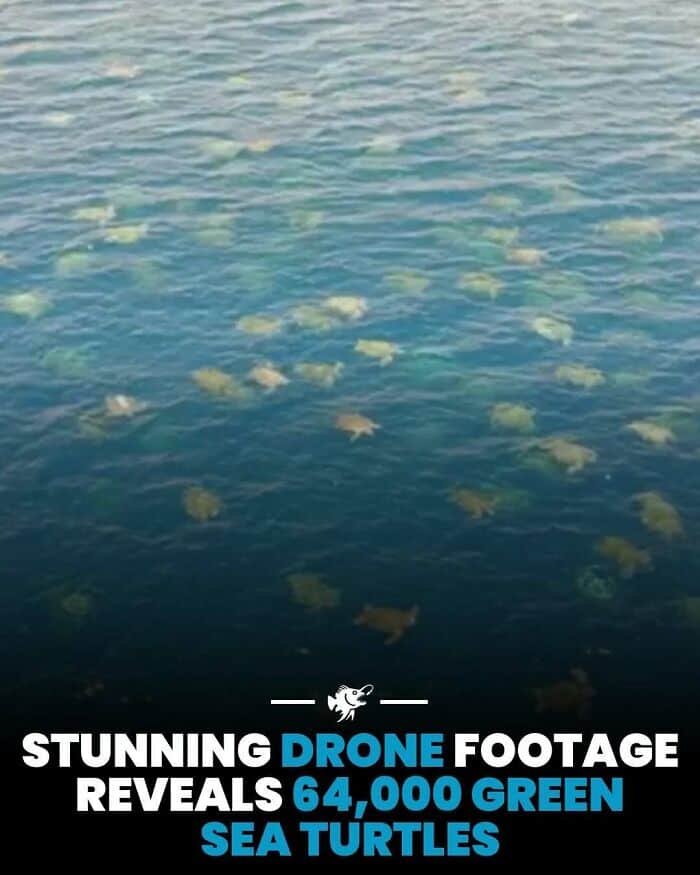Drone footage showing a large group of green sea turtles swimming in the ocean.