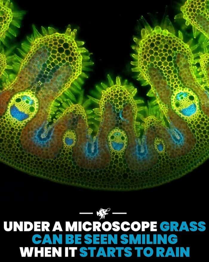 Microscopic Grass Smiling When It Rains.