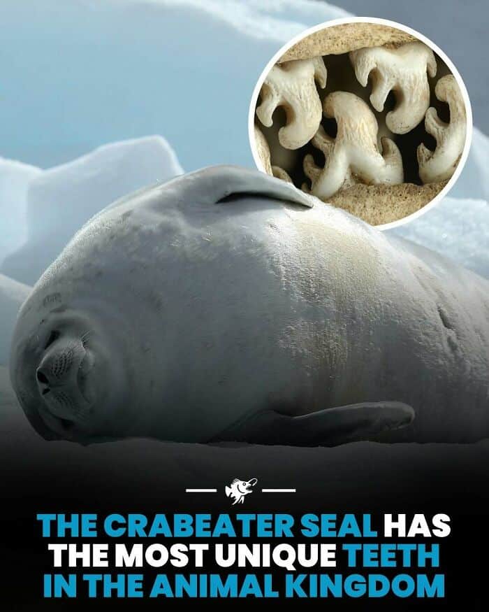 Close-up of a seal's face with inset showing its distinctive, unique teeth.