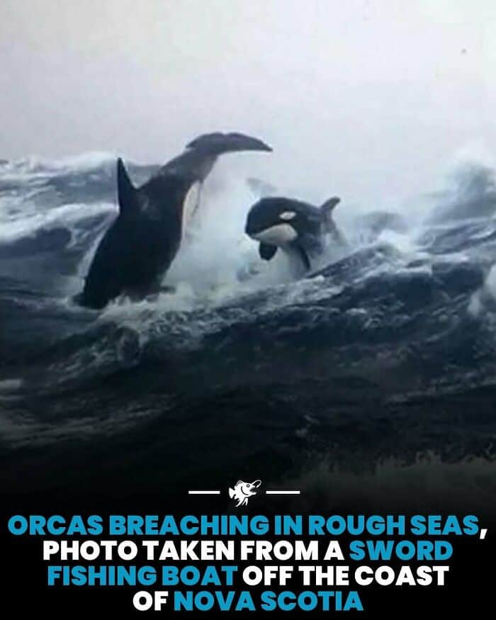 Orcas breaching in rough seas off Nova Scotia coast.