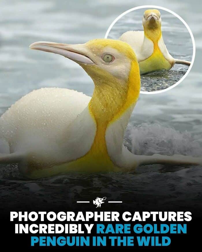 Rare golden penguin swimming in the water, close-up of its head and body.