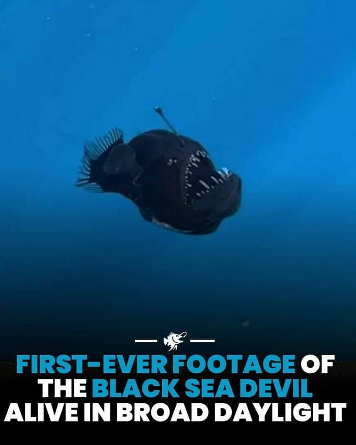 Black Sea Devil fish, deep-sea predator, swimming in dark ocean environment.