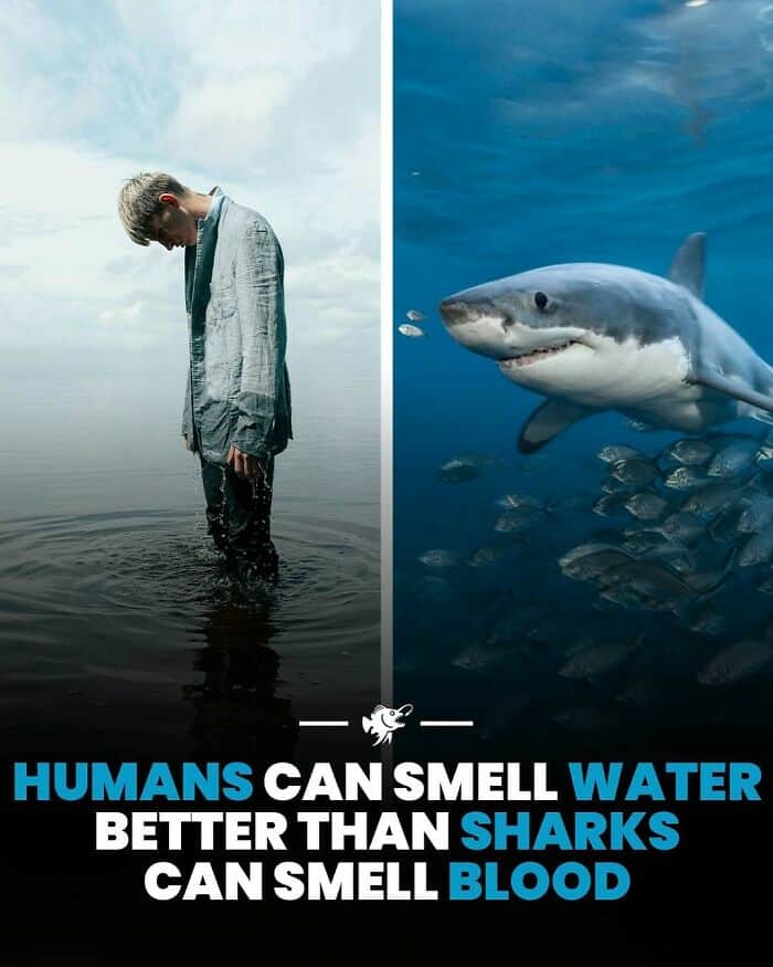 Human and shark comparison showing humans smelling water and sharks smelling blood in the ocean.