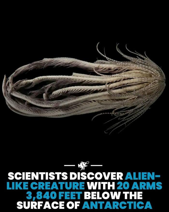 Image of an alien-like deep-sea creature with multiple arms, discovered by scientists below Antarcti.