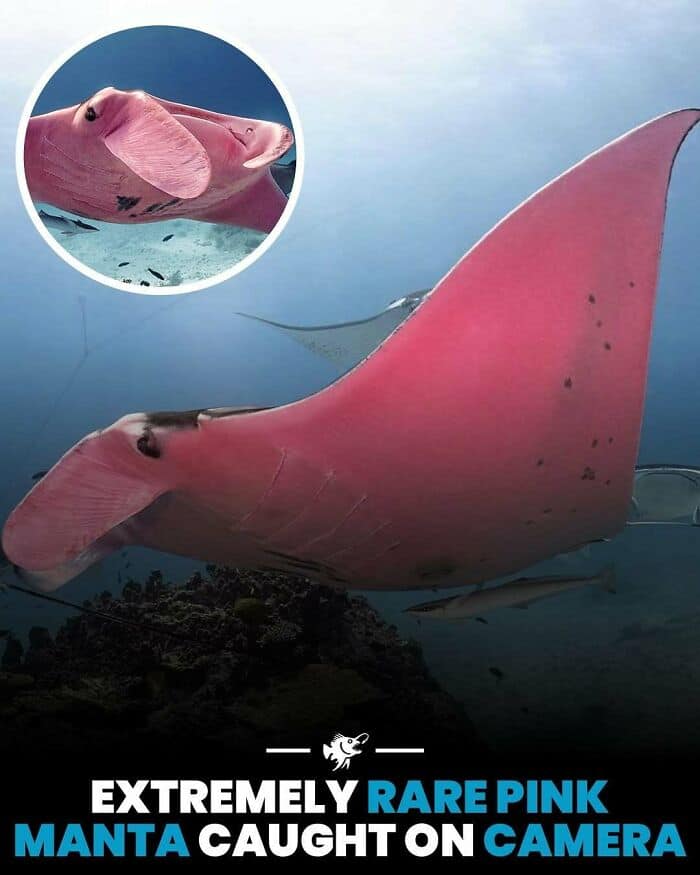 Pink manta ray, rare marine animal, ocean wildlife, underwater photography, marine life.