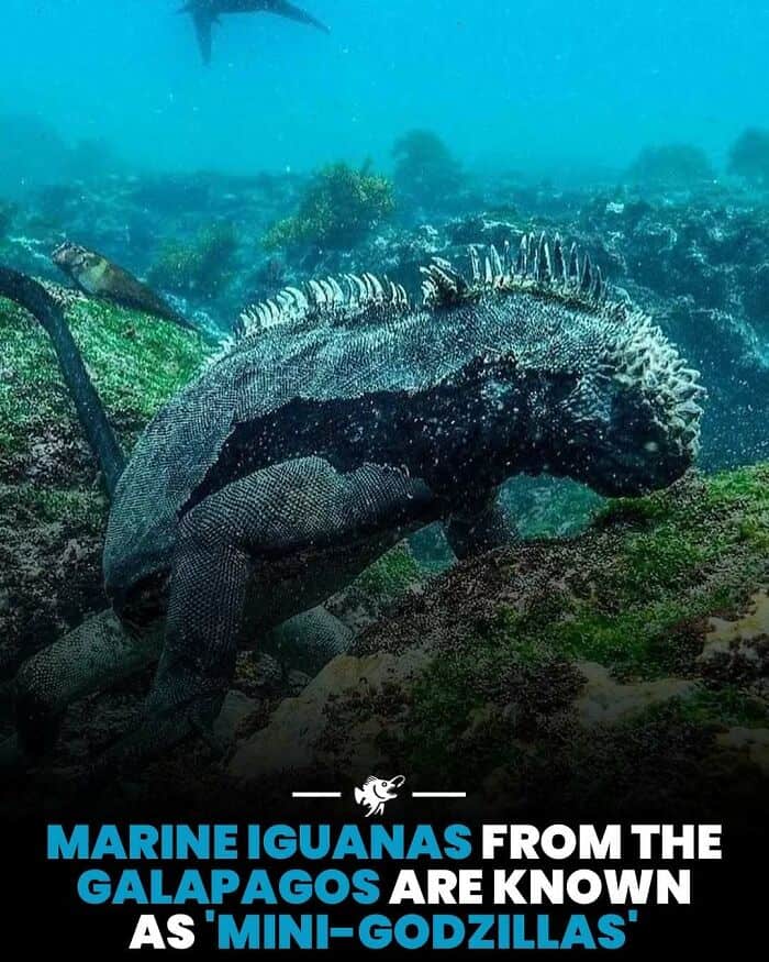 Marine iguana swimming underwater in the Galápagos, showcasing its distinctive spiny back and dark c.