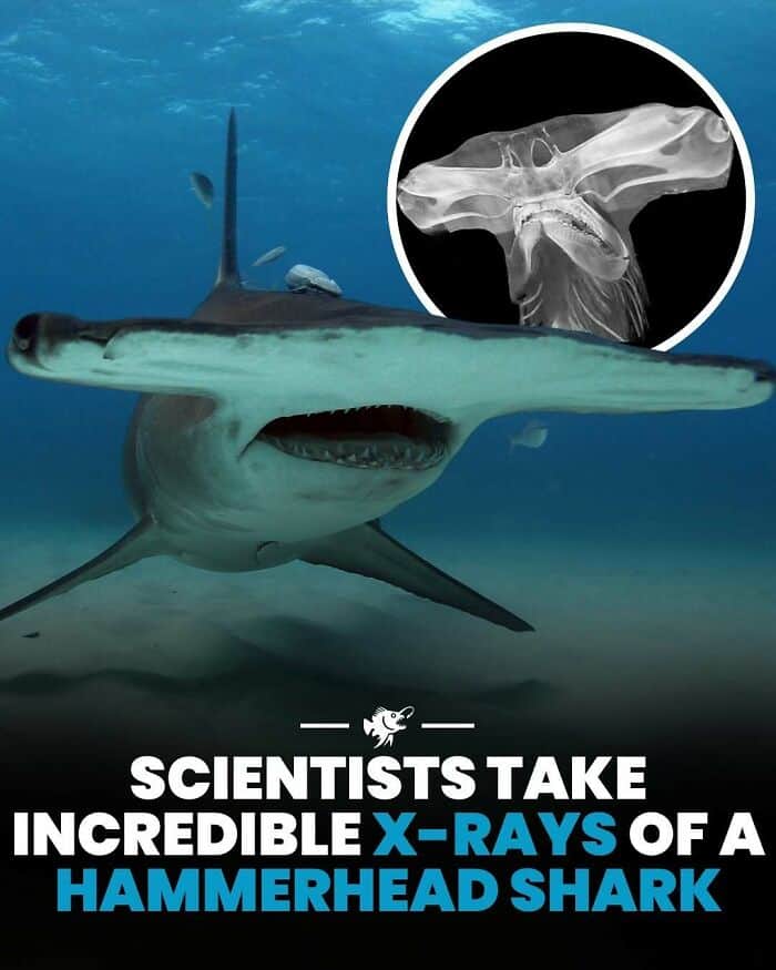 Hammerhead shark displaying an X-ray view of its skull for scientific study.