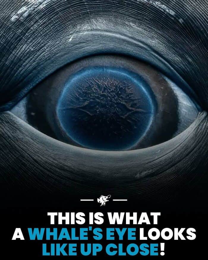 Close-up of a whale's eye showing detailed textures and reflections.