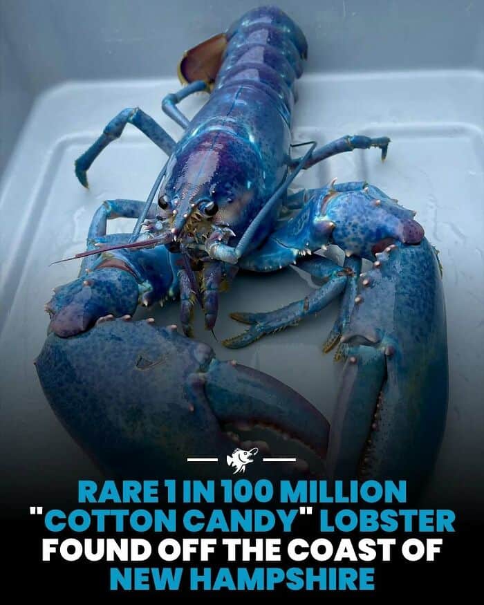 Fresh lobster on ice with vibrant blue shell, caught off New Hampshire coast.
