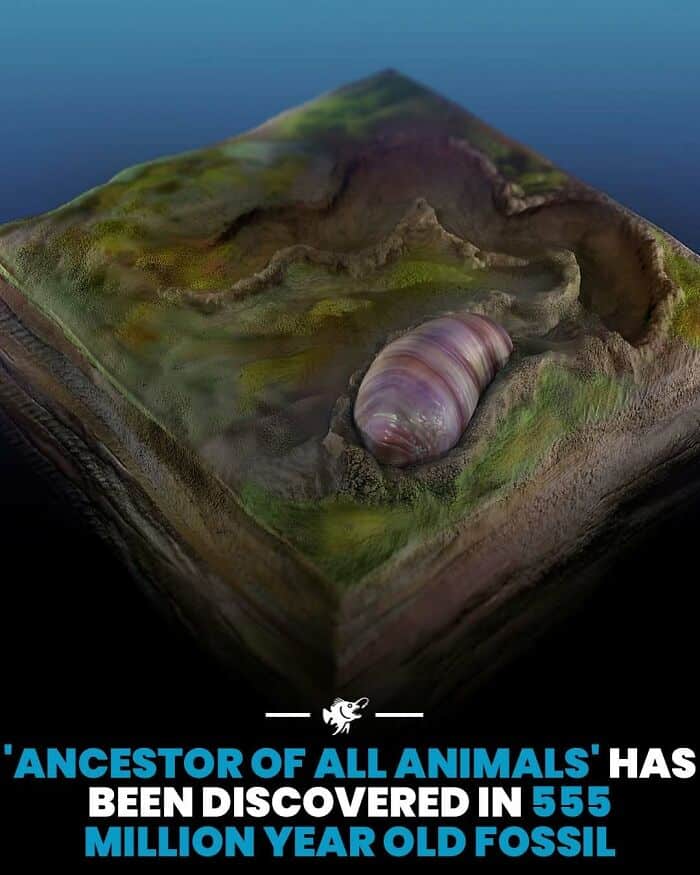 Ancient animal fossil embedded in rock, 555 million years old, showcasing early life forms.