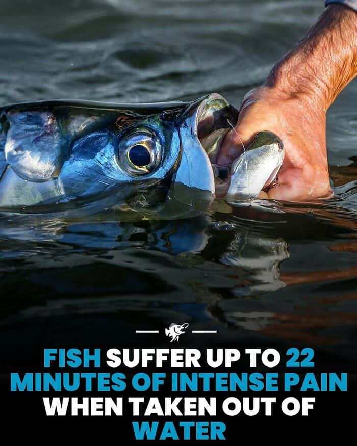 Fish suffering up to 22 minutes of intense pain when taken out of water, highlighting the importance.