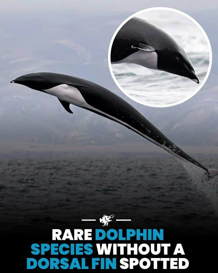 Close-up of a dolphin with no dorsal fin jumping out of the water.