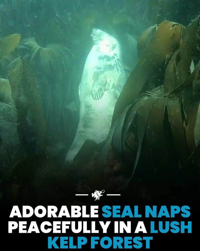 Adorable seal naps peacefully among vibrant kelp in a lush underwater forest. A serene scene showcas.
