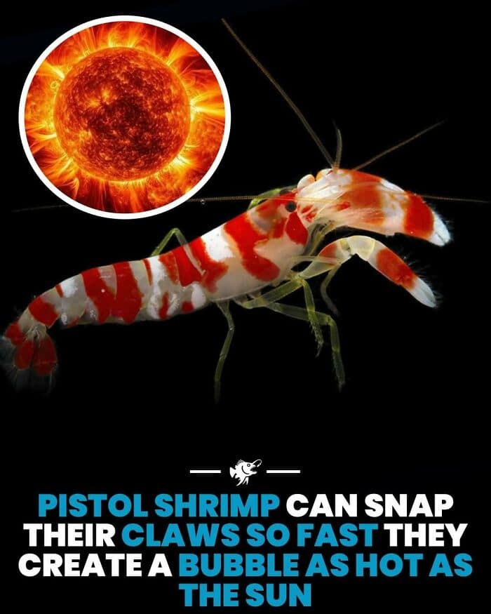 Pistol shrimp with glowing claws near a fiery sun illustration.