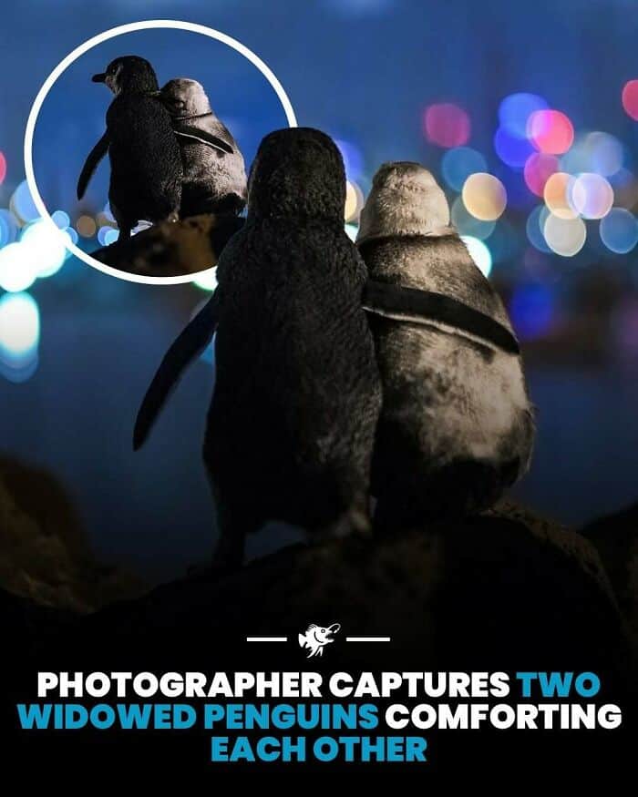 Two widowed penguins cuddling and comforting each other on a dark, bokeh-lit background.