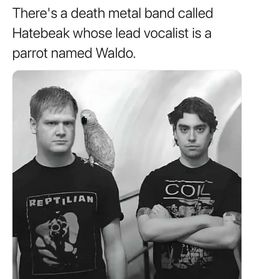 Death metal band Hatebeak members with parrot Waldo on one member's shoulder.