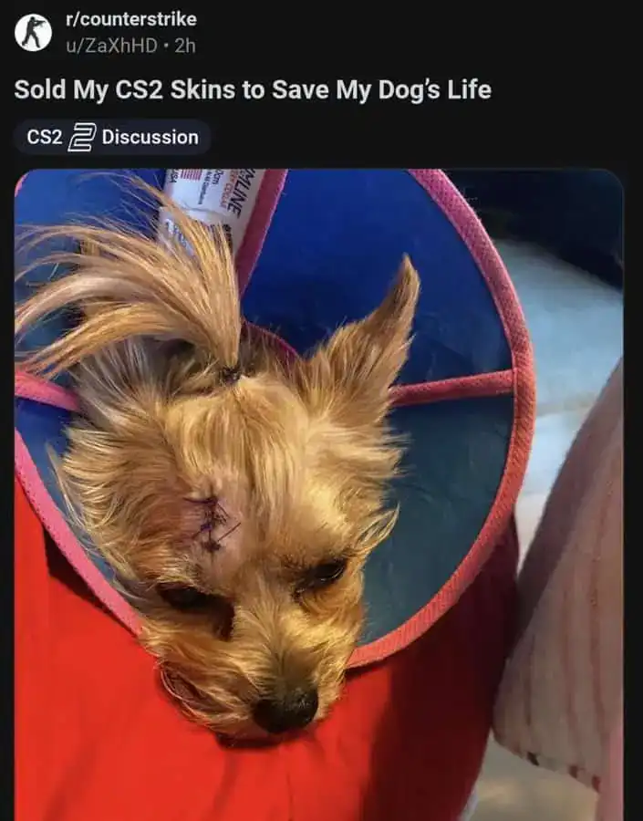 Dog with a cone around its neck after surgery, resting on a red surface.