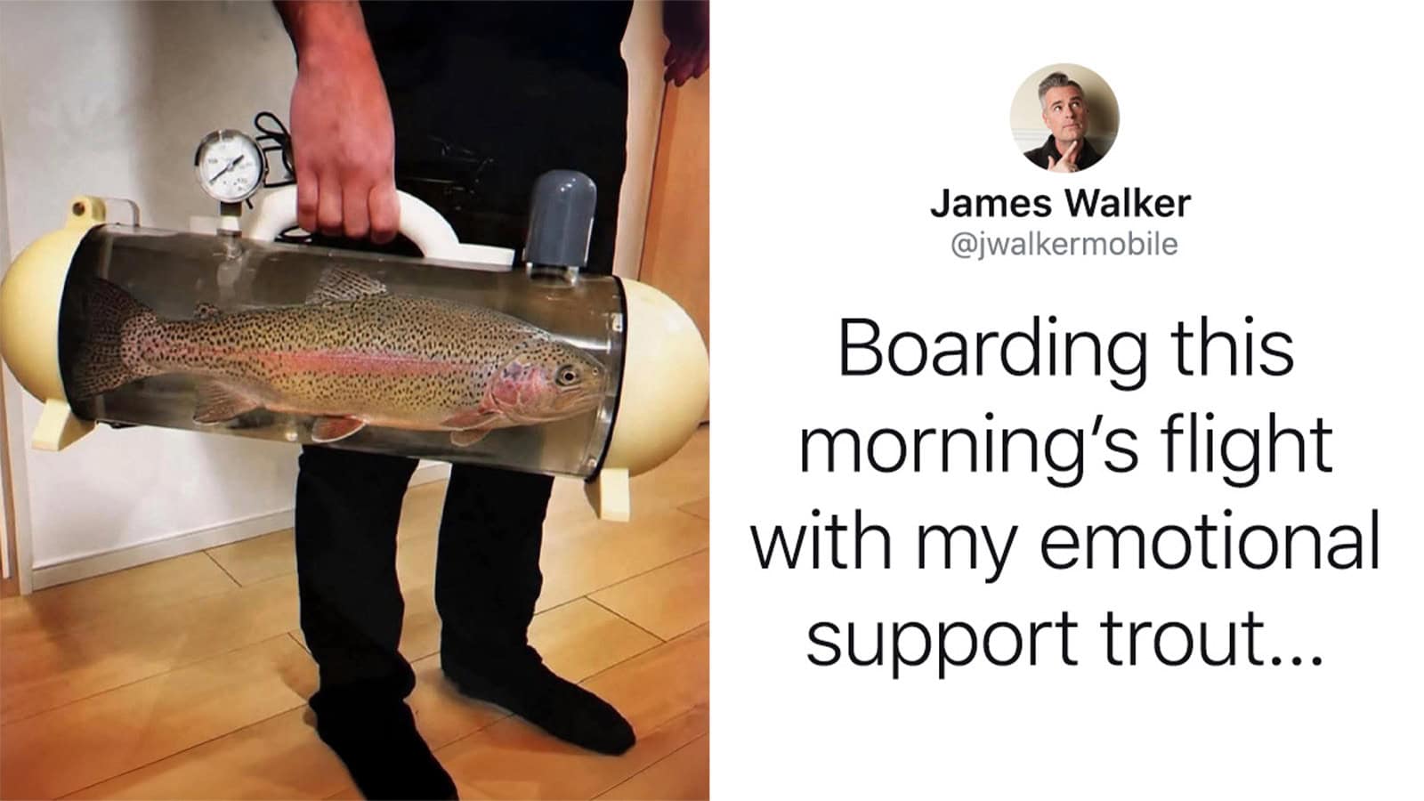A fish inside a portable tank being carried by a person.