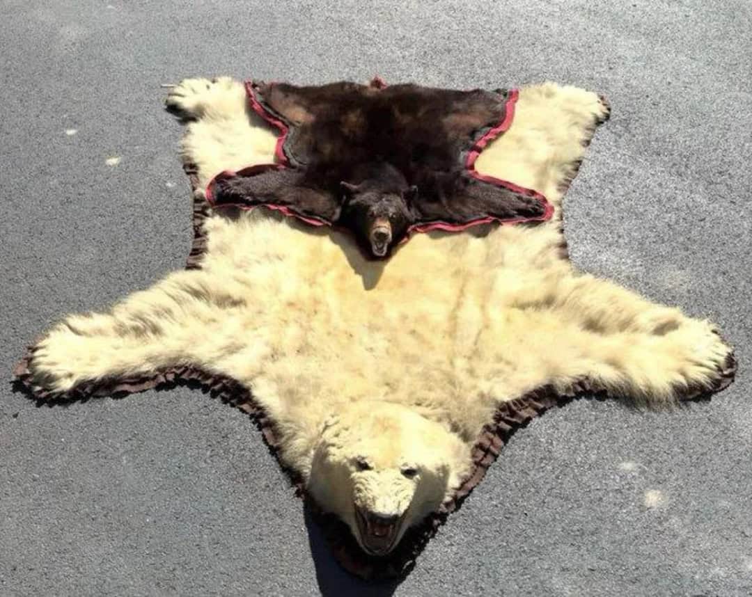 Two bears lying on a large animal hide on the ground.