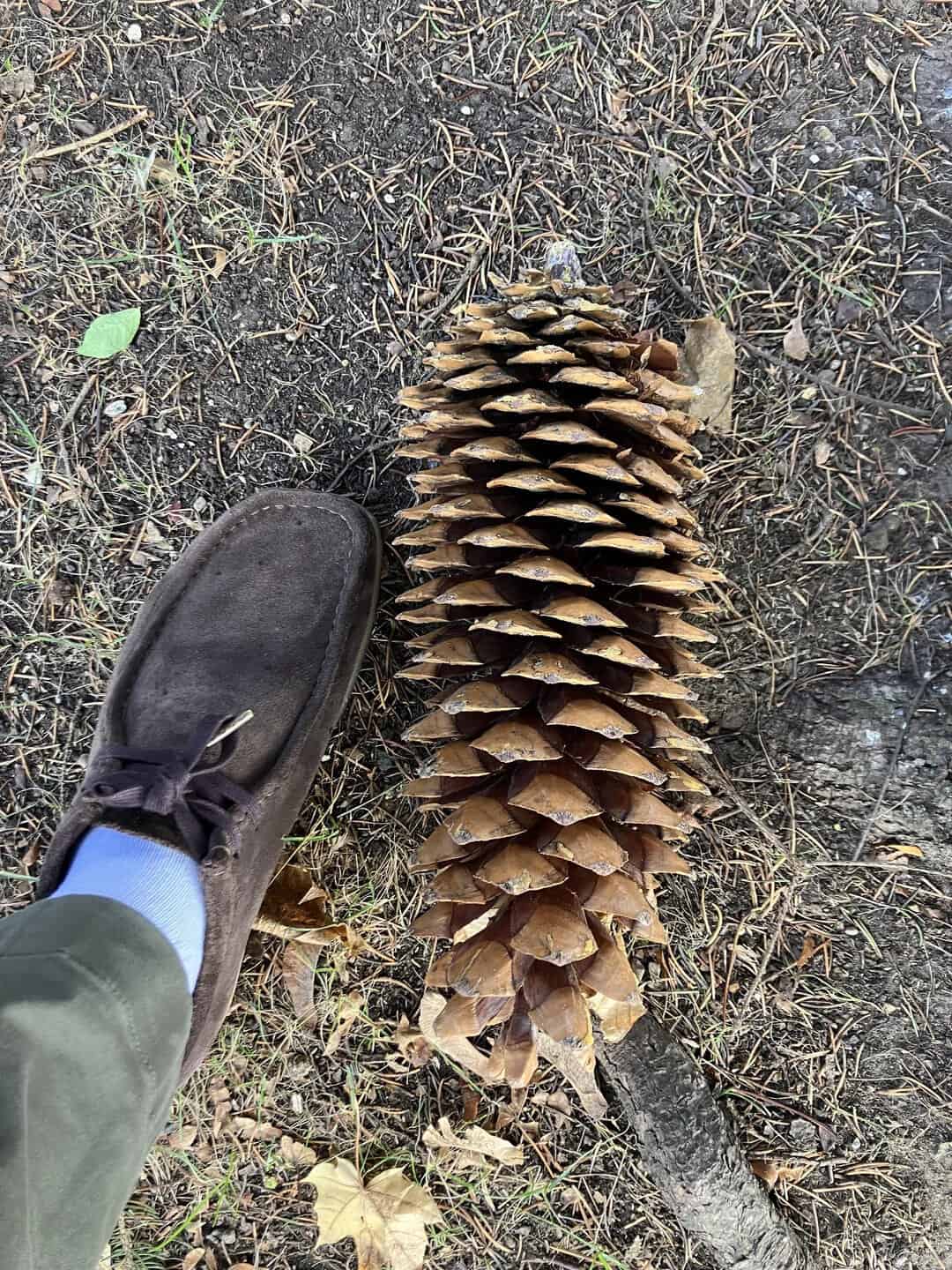 Large pine cone next to a person's foot for size comparison.
