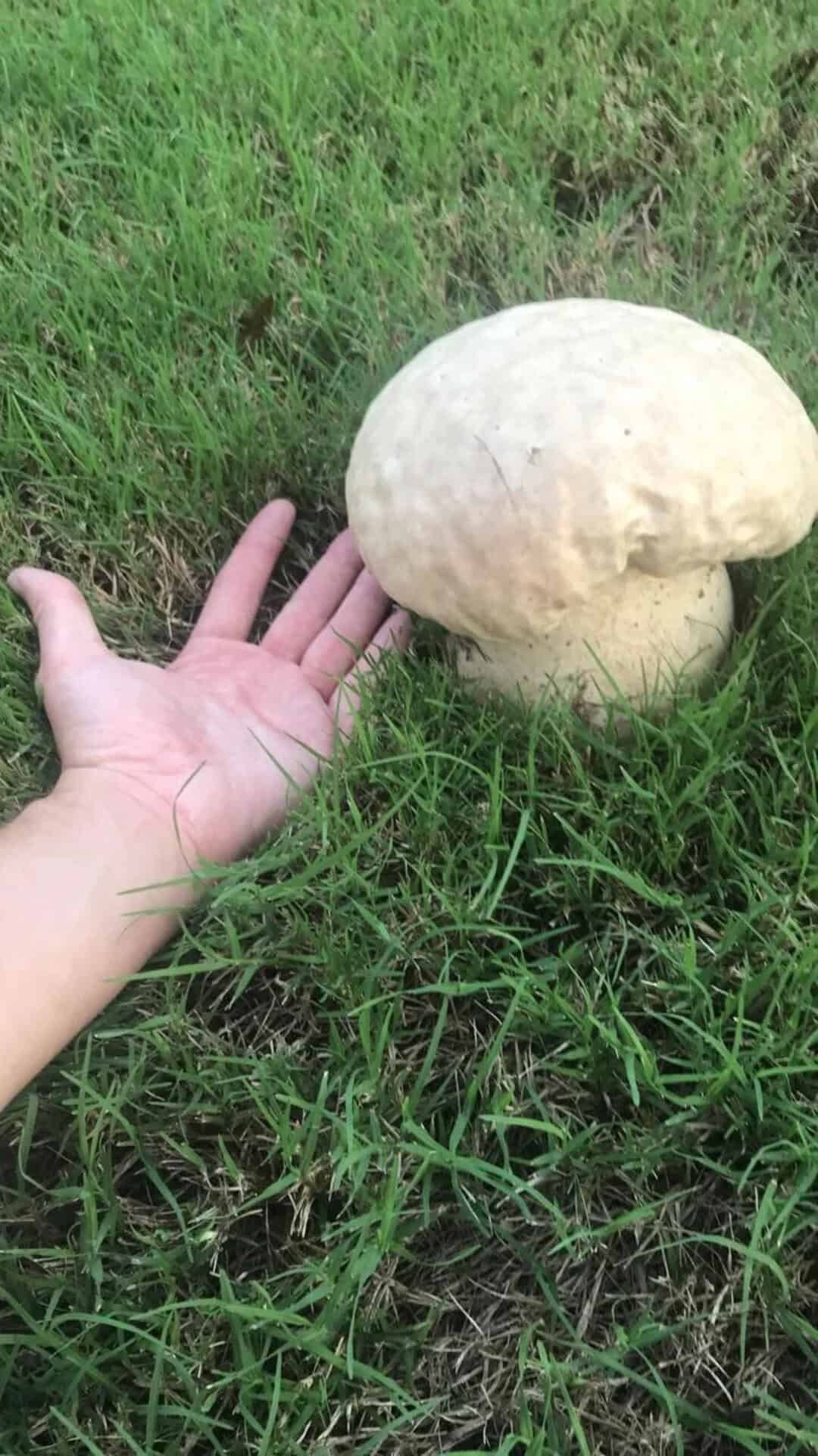 Hand next to a large mushroom for size comparison.