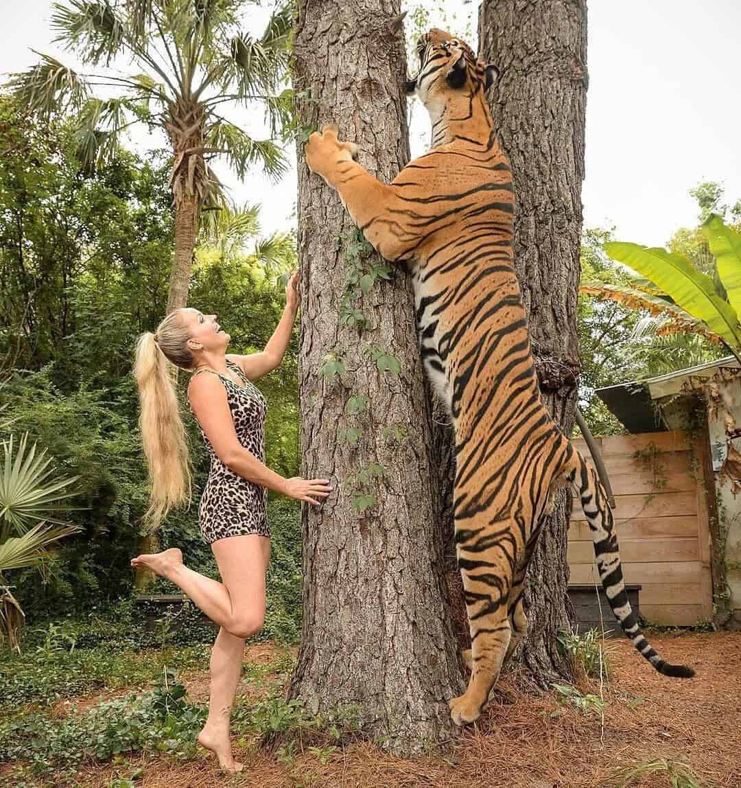 Woman in leopard print dress reaching a tiger climbing a tree in a lush garden.