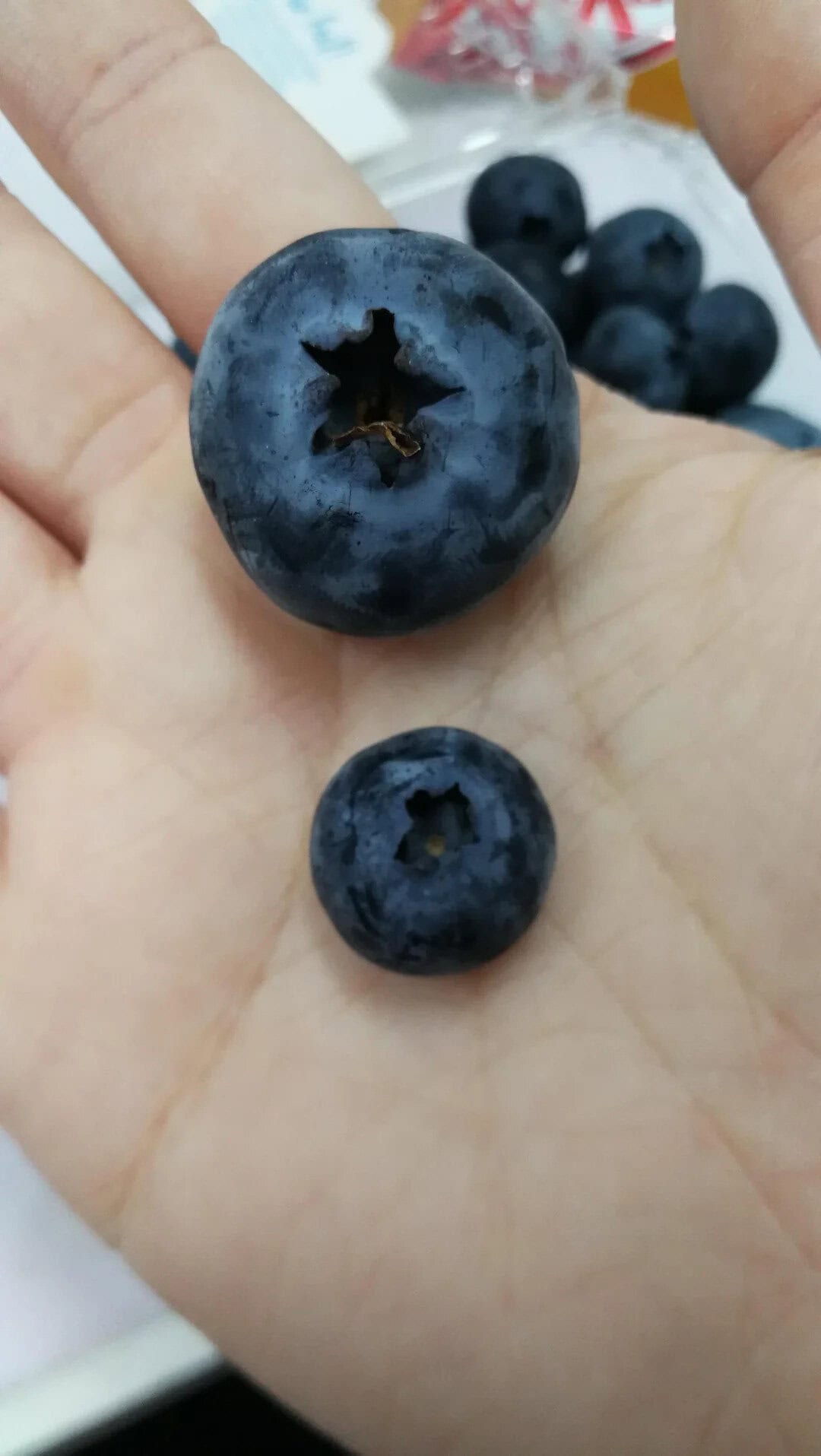 Close-up of a hand holding a large blueberry with smaller blueberries in the background.