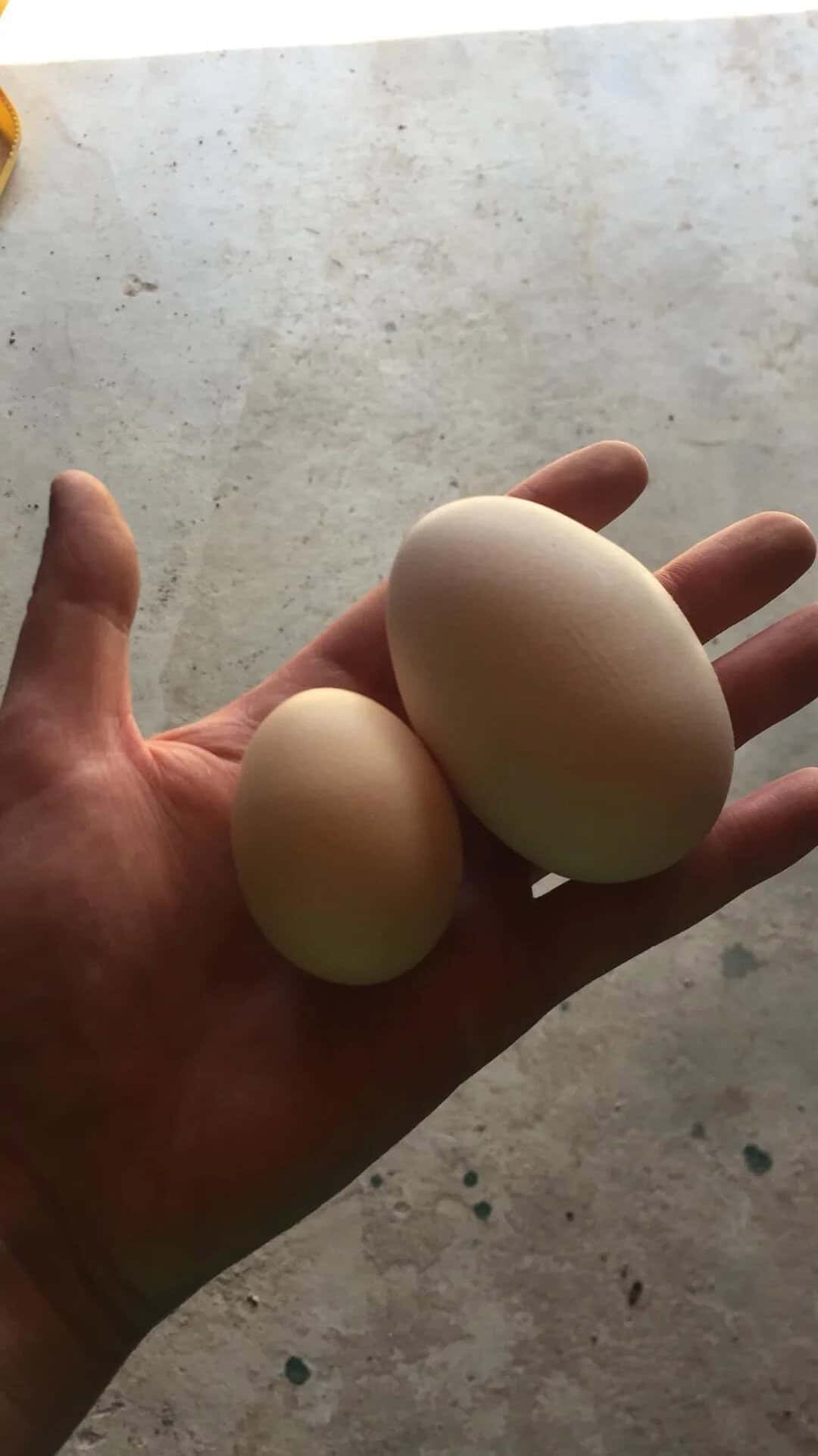 Hand holding three eggs of different sizes against a concrete background.