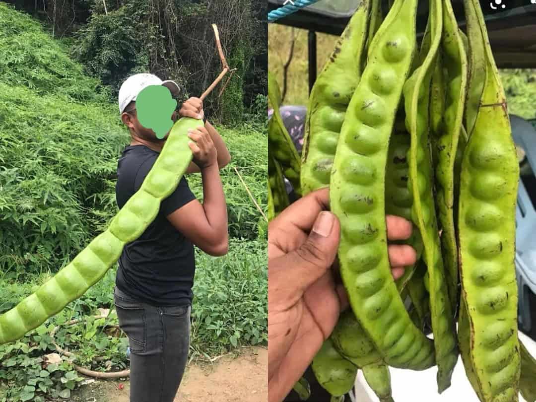 Person holding a giant green seed pod in a lush outdoor setting.