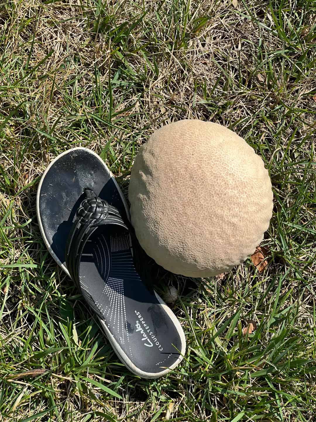 A black sandal and a large beige mushroom on grass.