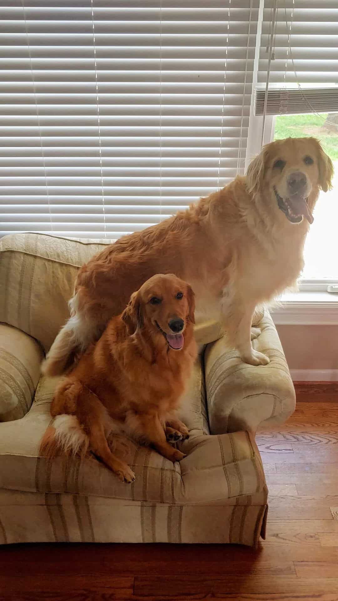 Two golden retrievers sitting on a beige couch in front of a window with blinds.