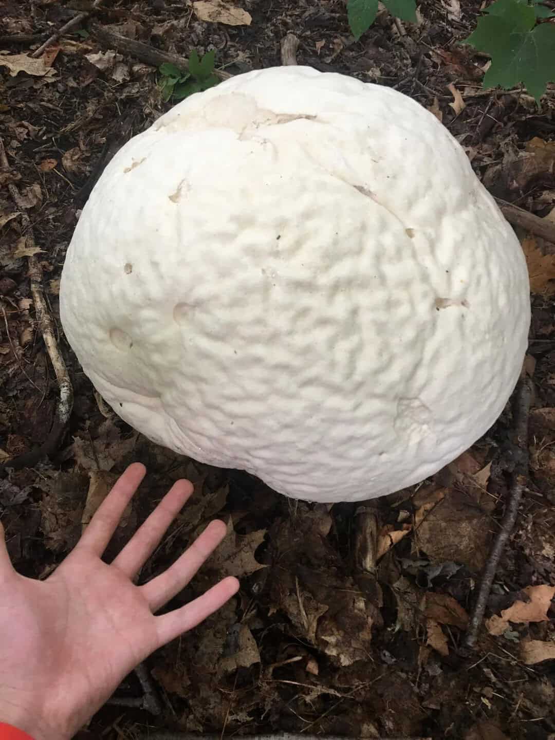 Large white mushroom next to a human hand for size comparison.