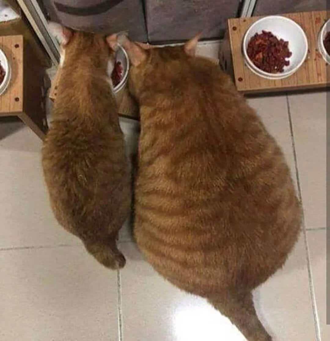 Two cats eating from bowls, one small and one large, with bowls of food nearby.