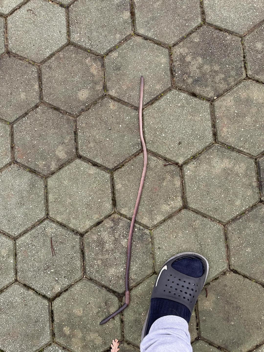 Long, thin stick on hexagonal paving stones with a shoe in the corner.