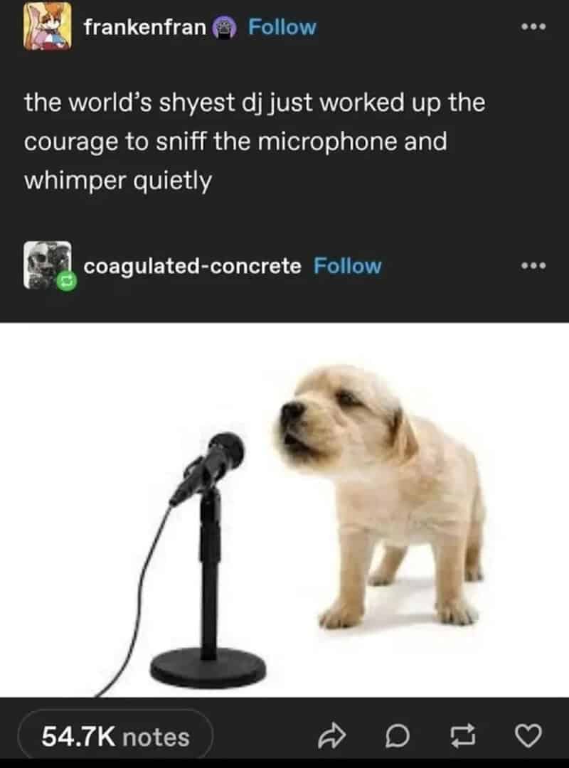 Cute puppy standing near a microphone, ready to sing or speak.