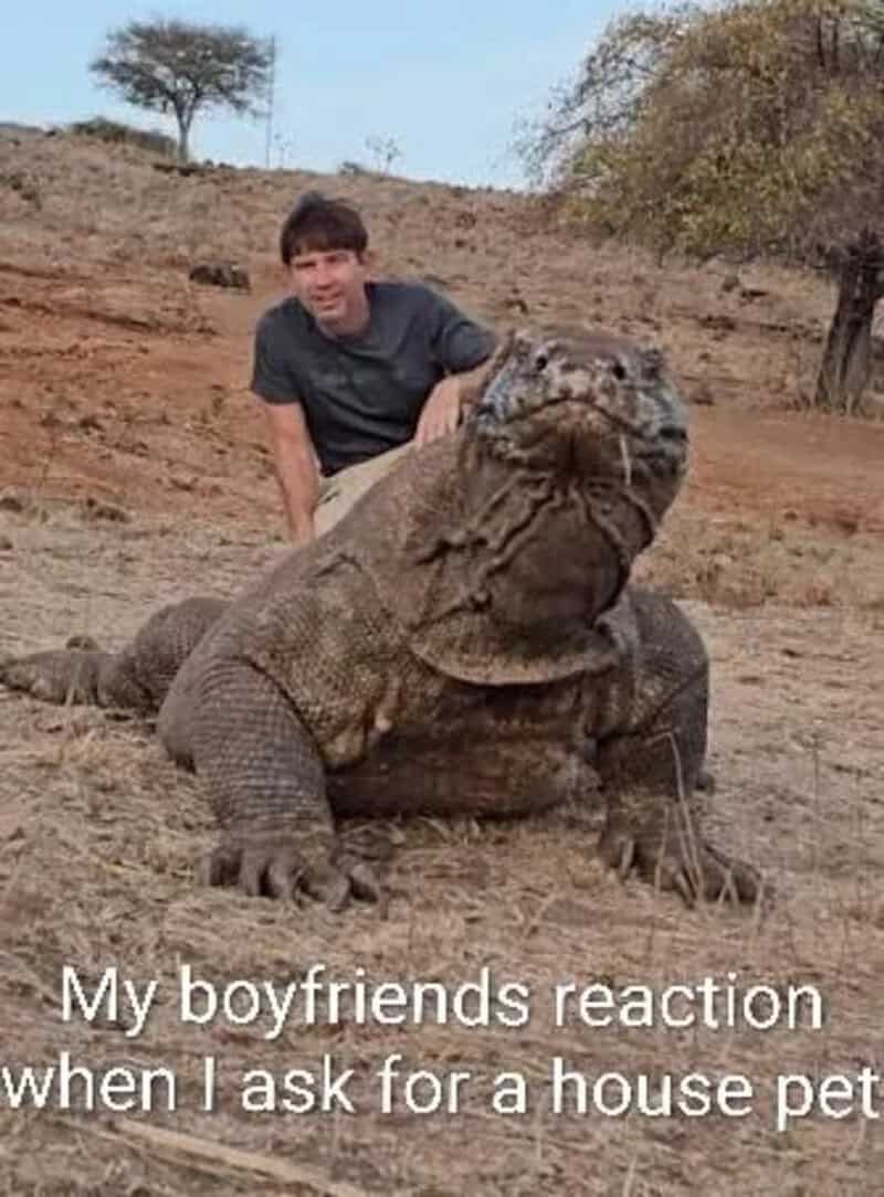 Boyfriend with a large iguana, caption about asking for a house pet.