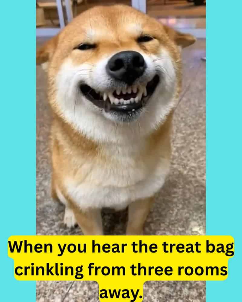 Happy dog with a big smile, showing teeth, in a room.