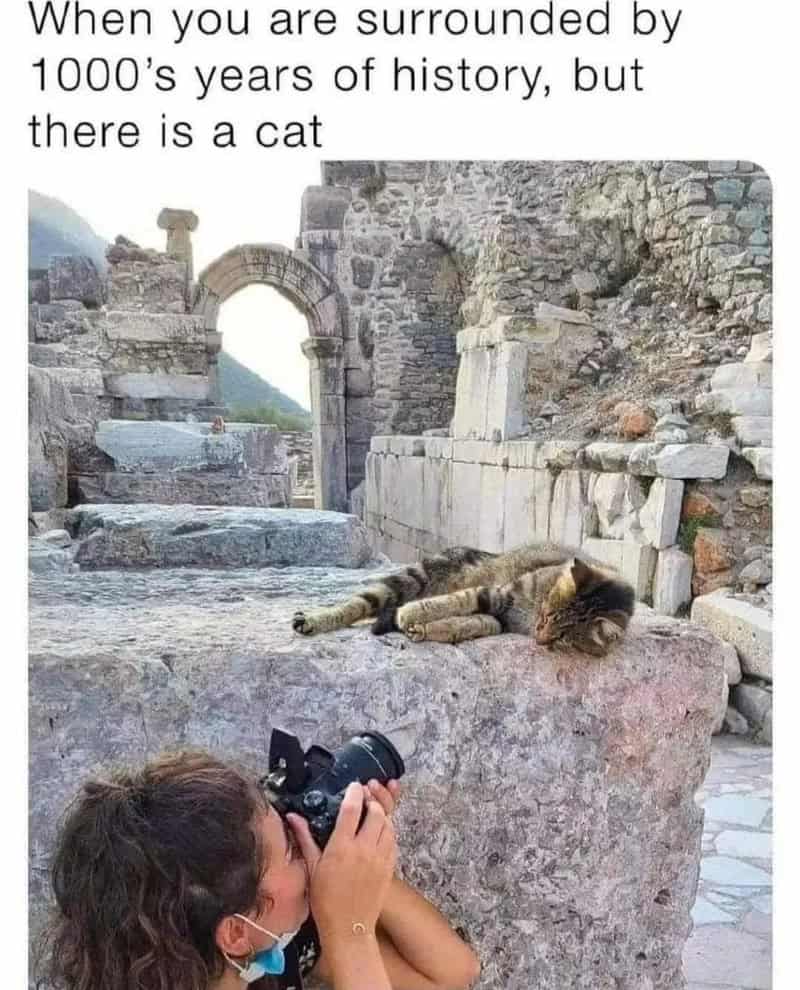 Cat lying on ruins with a person taking a photo, surrounded by ancient stone structures.
