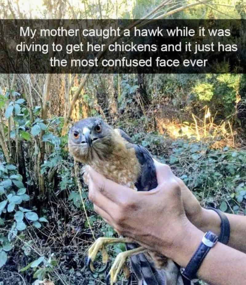 Hawk with confused face held by person in forest.