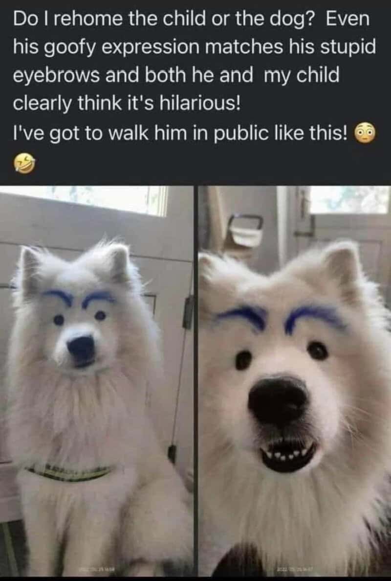 Dog with goofy expression and drawn eyebrows, matching child's expression.