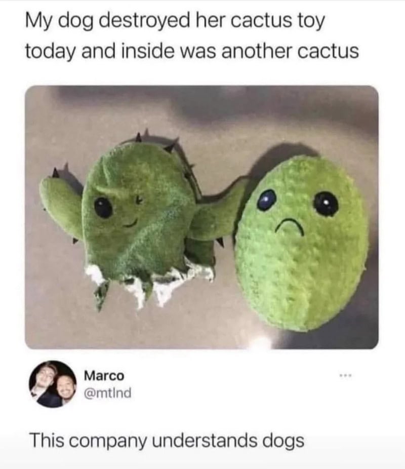 Dog destroyed cactus toy, inside was another cactus with sad face.