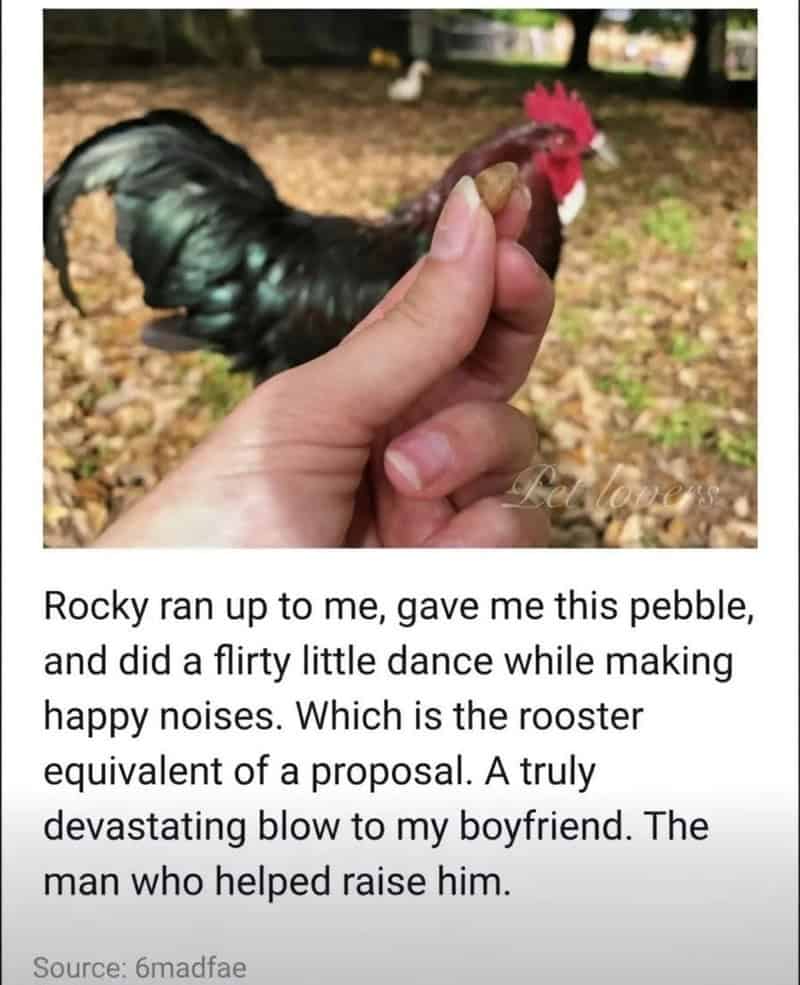 Person holding a pebble with a rooster in the background.