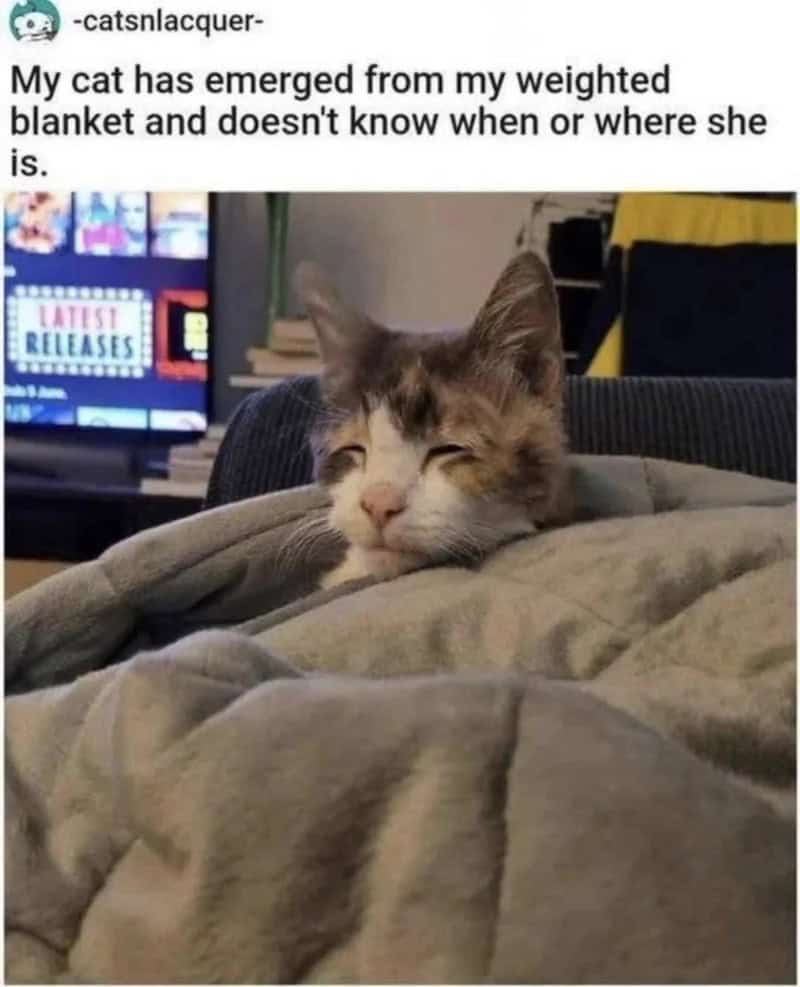 Cat emerging from weighted blanket, looking relaxed and sleepy.