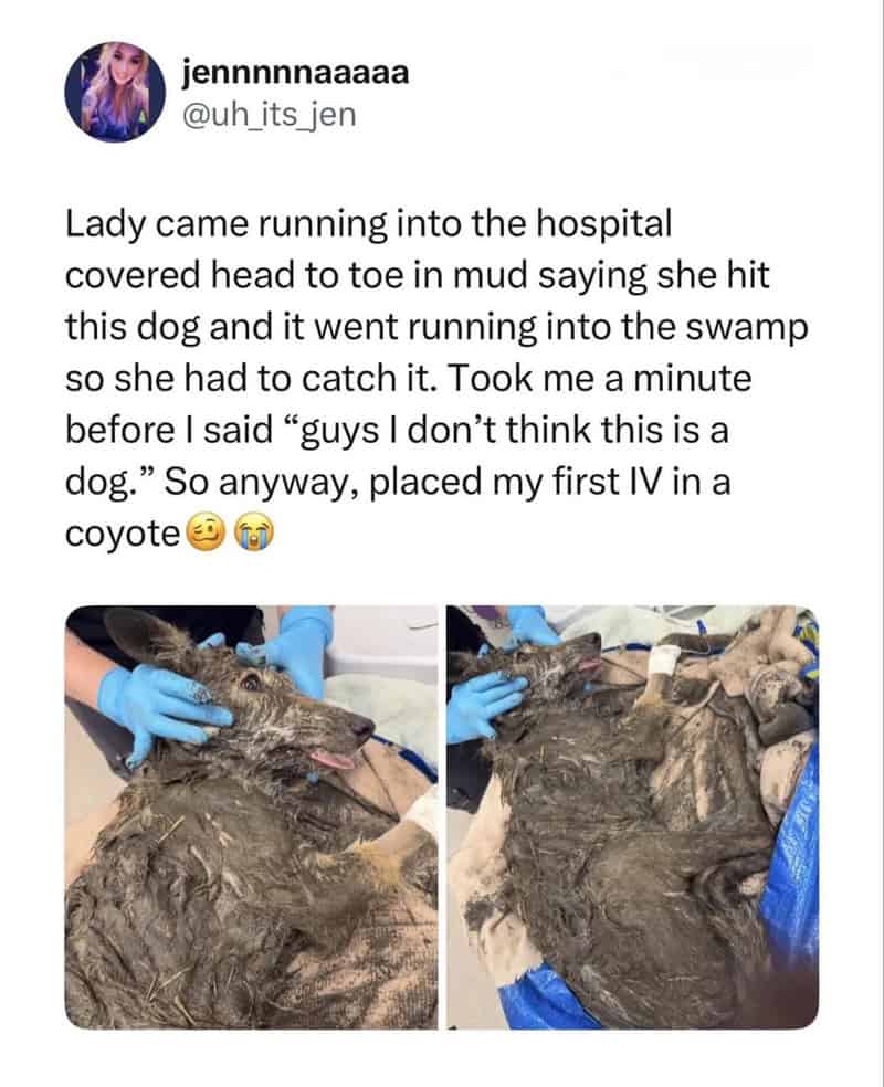 Lady running into hospital covered in mud, with a dog she hit in the swamp.