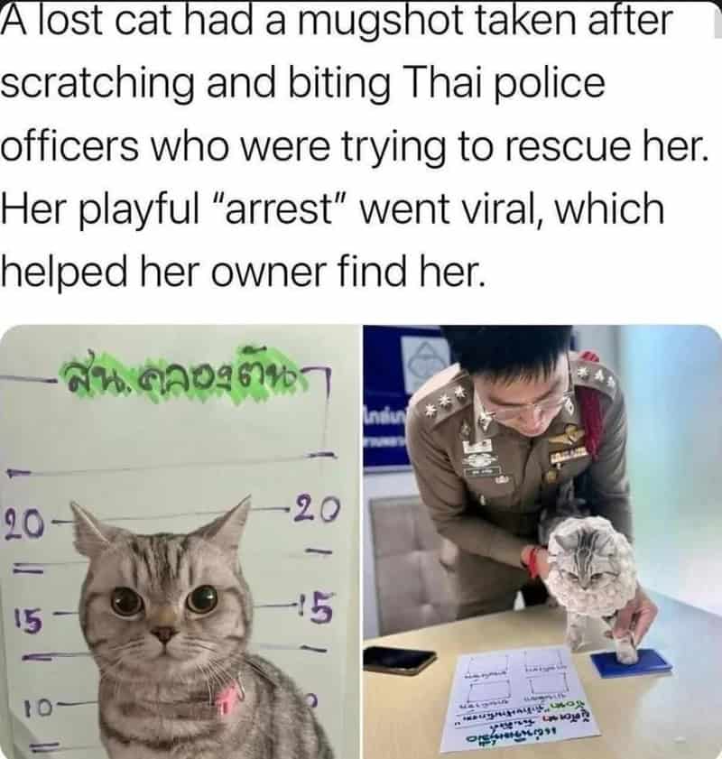 Lost cat after scratching and biting Thai police officers, playful arrest helped find her.