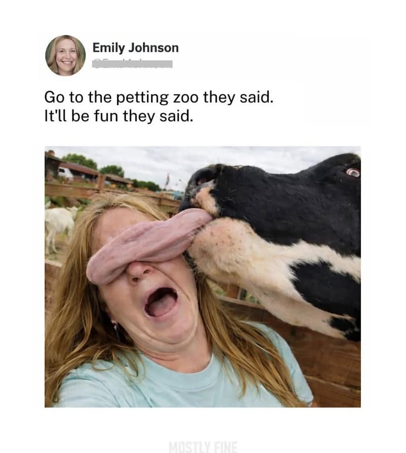 Woman with a cow's tongue on her face at the petting zoo.