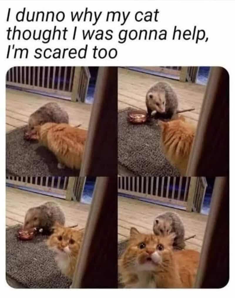 Cat and hamster interaction with text about a cat being scared of a hamster.