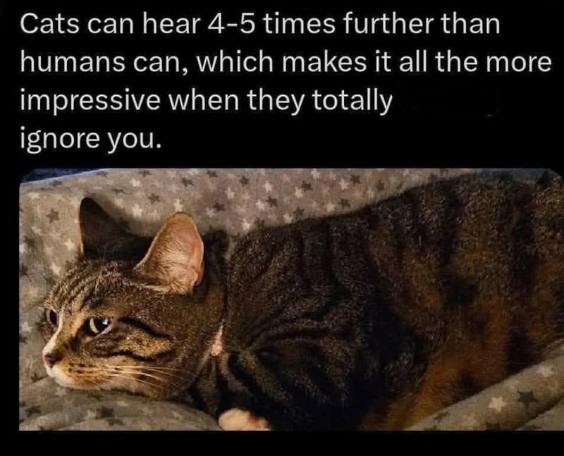 Cats can hear 4-5 times farther than humans can, which makes it all the more impressive when they.