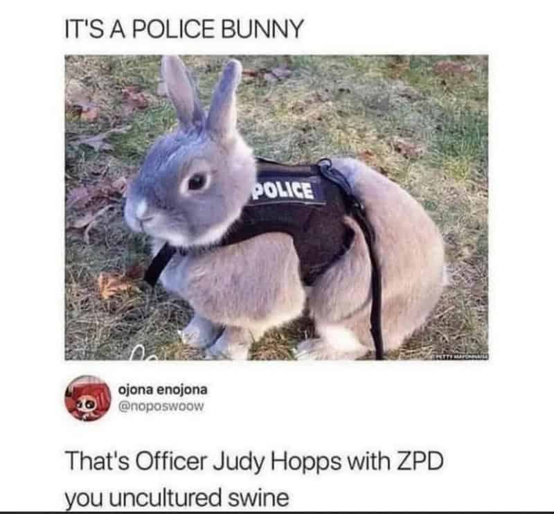 Cute bunny in police vest with caption 'It's a police bunny' and humorous text about Officer Judy H.